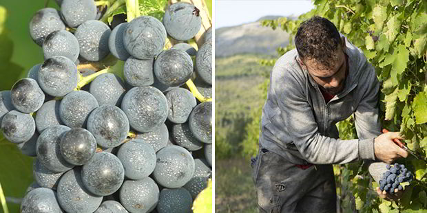 azienda agricola San Teodoro - raccolta dell'uva